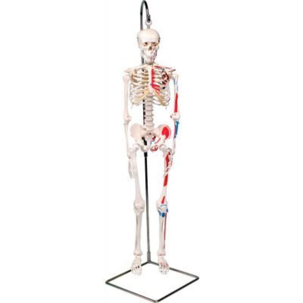 Fabrication Enterprises 3B® Anatomical Model - Shorty The Mini Skeleton with Muscles on Hanging Stand 952523